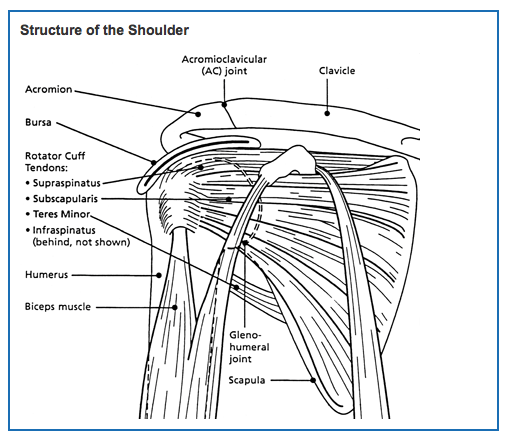 Shoulder Structure